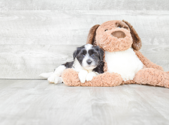 Funny Havanese Baby