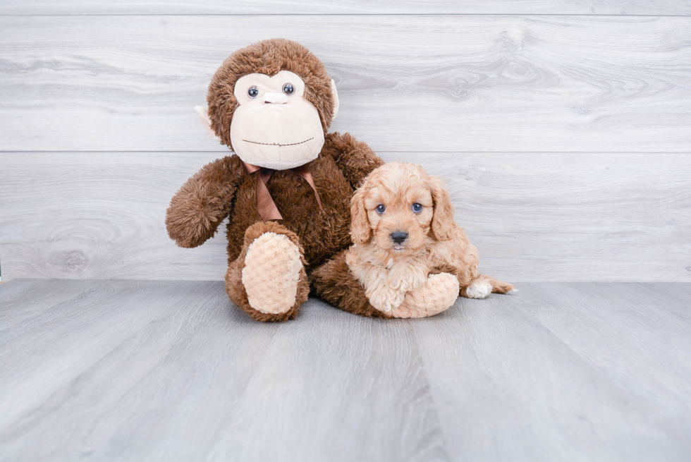 Hypoallergenic Cavoodle Poodle Mix Puppy