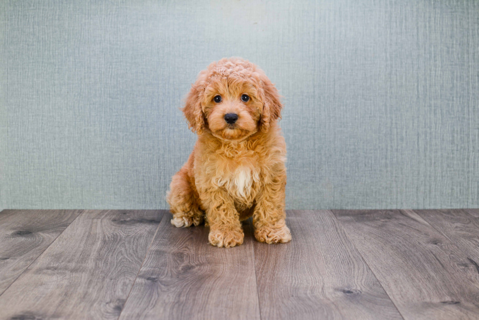 Mini Goldendoodle Puppy for Adoption