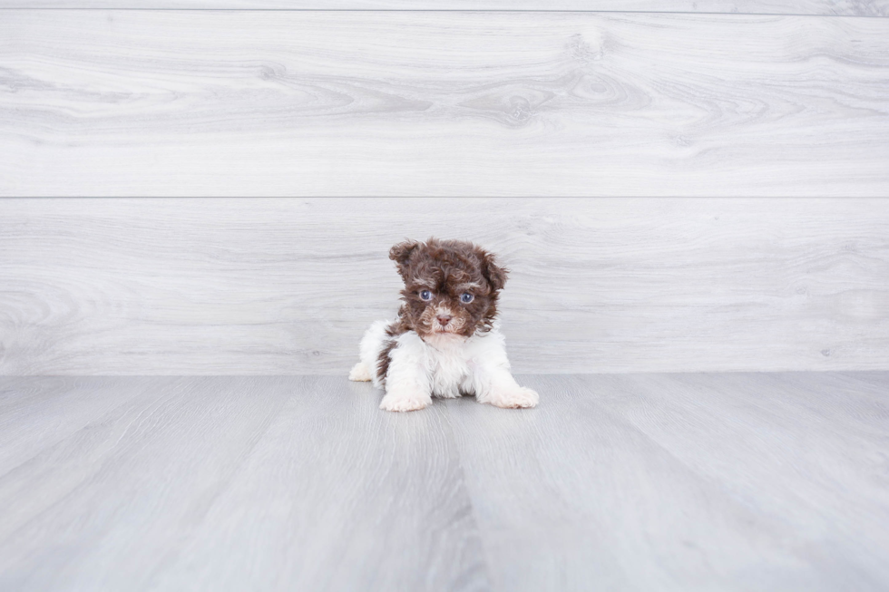 Best Havanese Baby