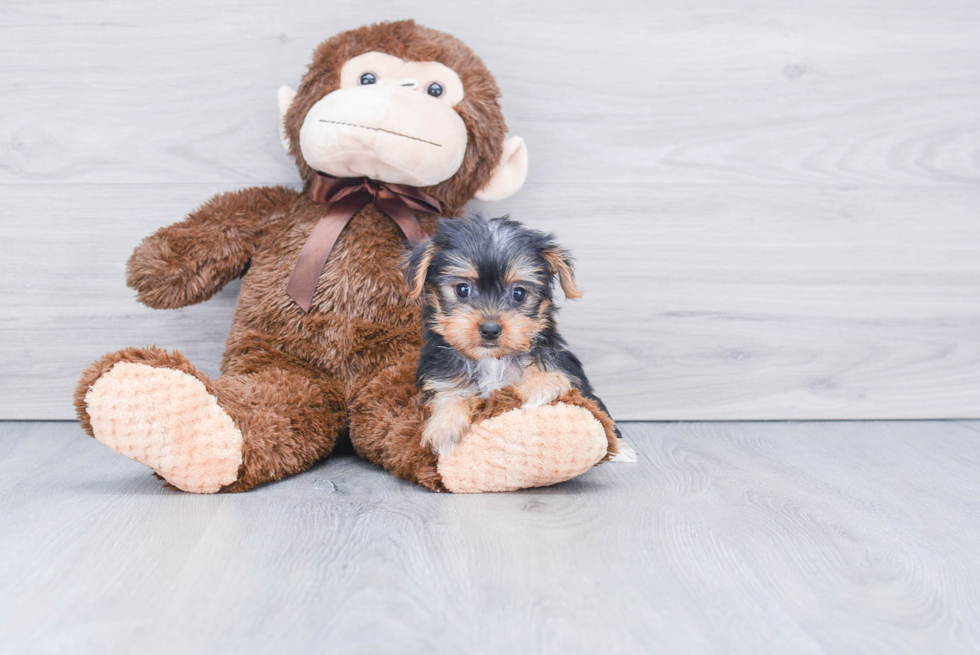 Meet Izzie - our Yorkshire Terrier Puppy Photo 