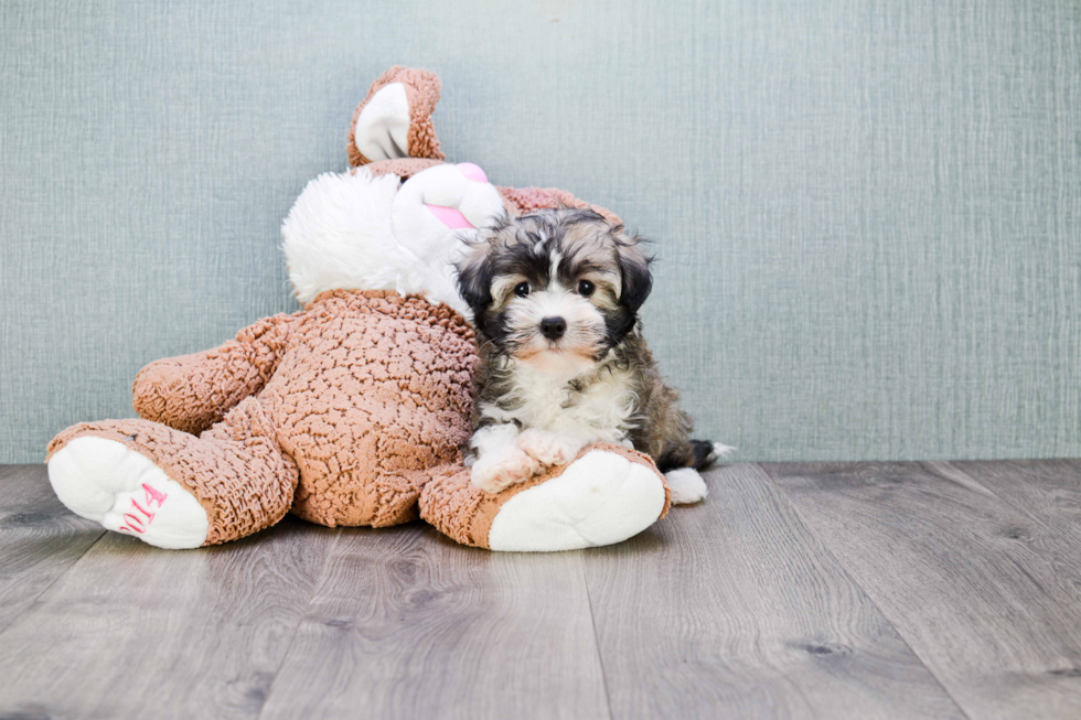 Havanese Puppy for Adoption