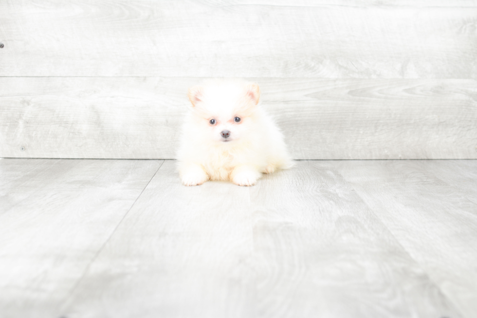 Pomeranian Pup Being Cute