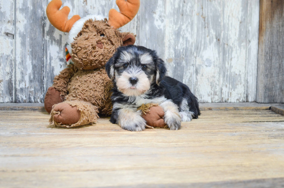 Morkie Pup Being Cute