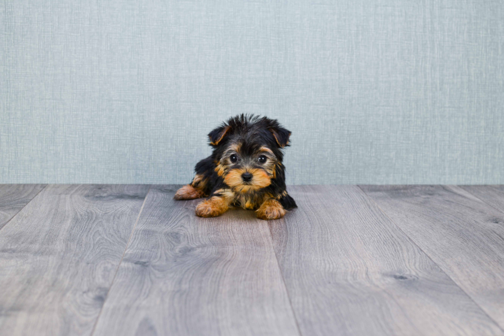 Meet Goldie - our Yorkshire Terrier Puppy Photo 