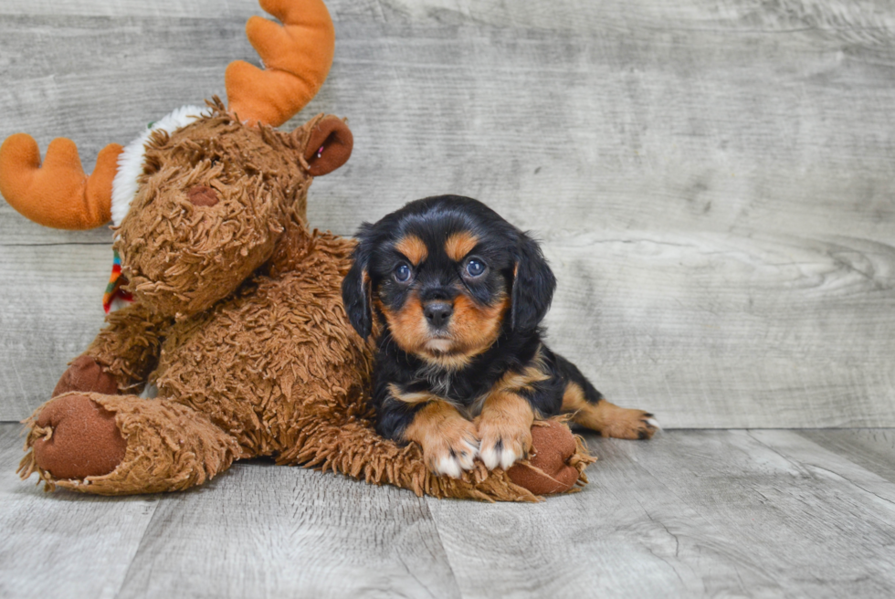 Playful Cavalier King Charles Spaniel Purebred Pup