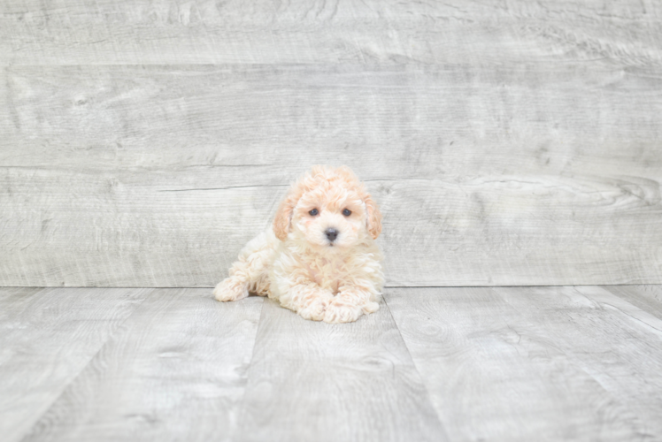 Energetic Maltese Poodle Poodle Mix Puppy