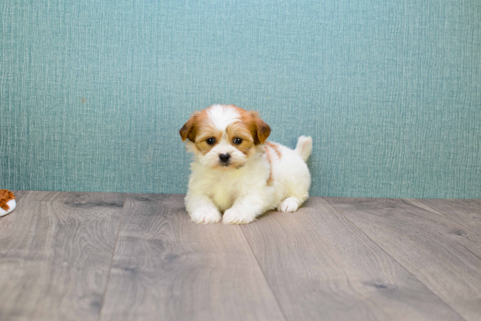 Teddy Bear Pup Being Cute