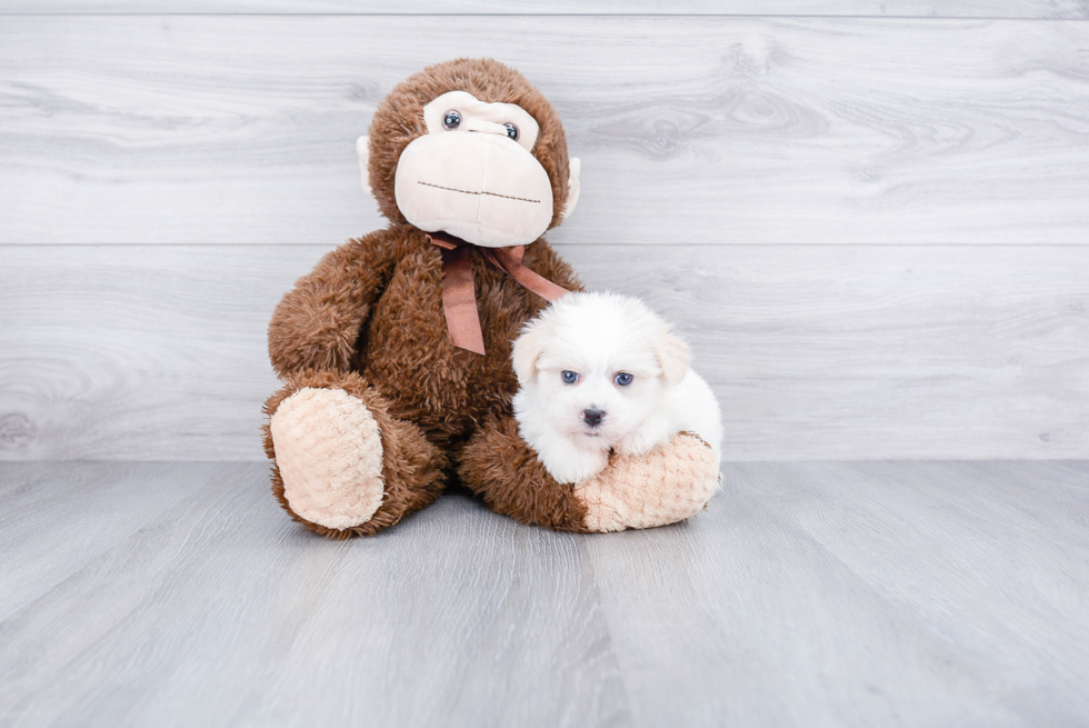 Havanese Pup Being Cute