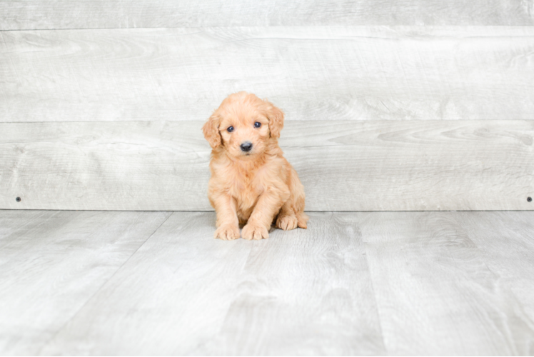 Popular Mini Goldendoodle Poodle Mix Pup