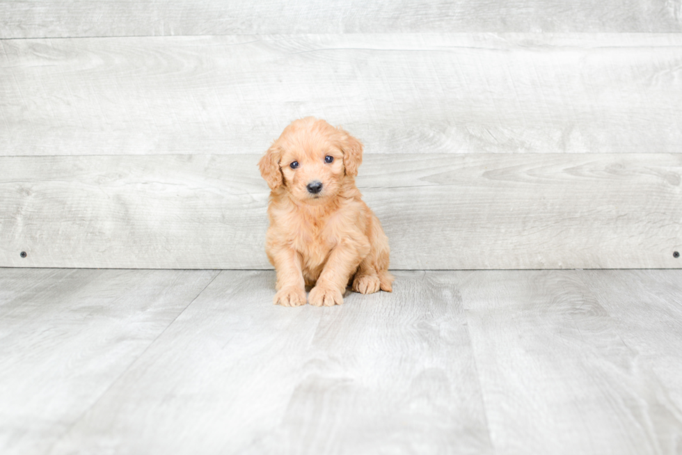 Popular Mini Goldendoodle Poodle Mix Pup