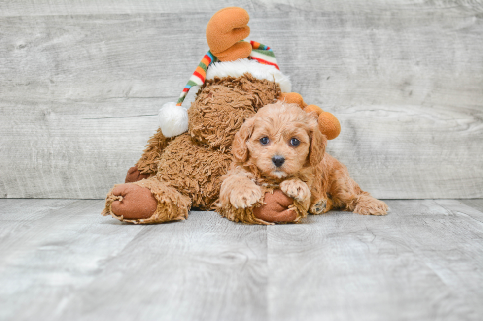 Cavapoo Pup Being Cute