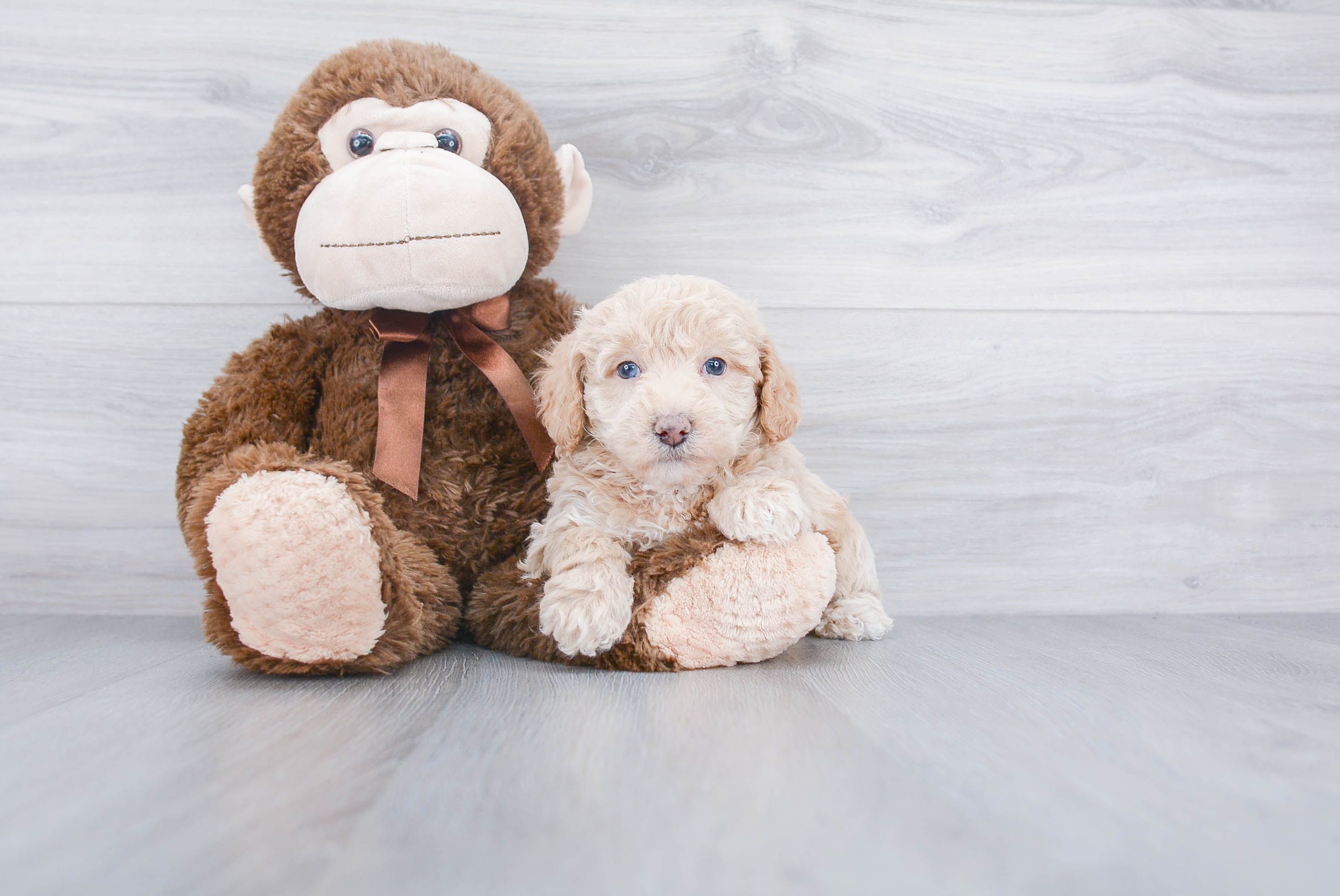 Poodle Pup Being Cute
