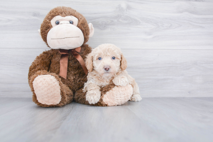 Poodle Pup Being Cute