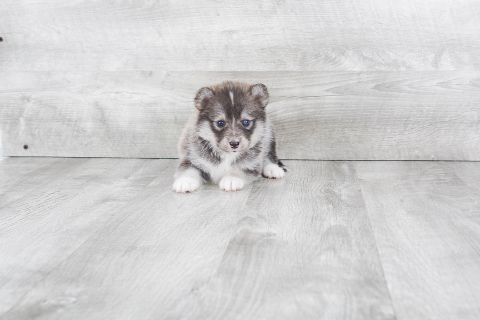 Pomsky Pup Being Cute