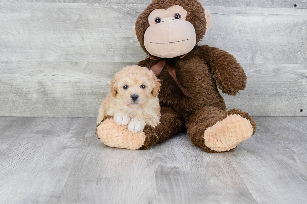 Energetic Maltepoo Poodle Mix Puppy