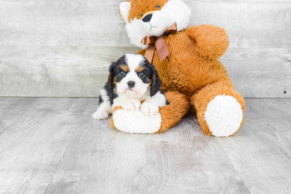 Cavalier King Charles Spaniel Pup Being Cute