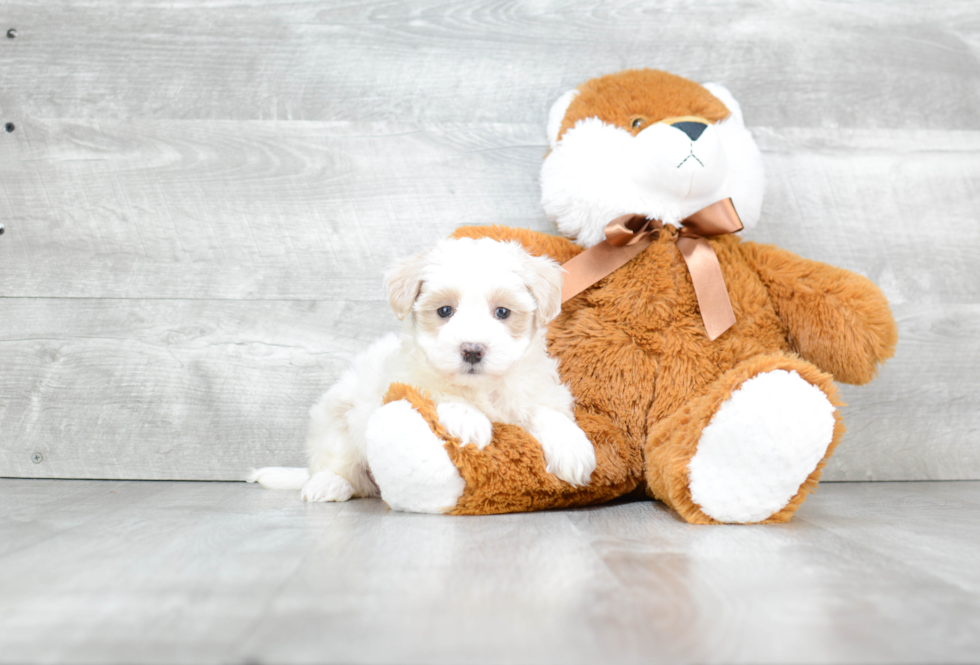 Small Cavapoo Baby