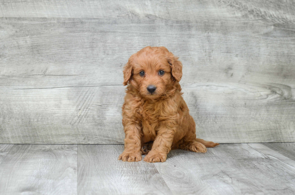 Happy Mini Goldendoodle Baby