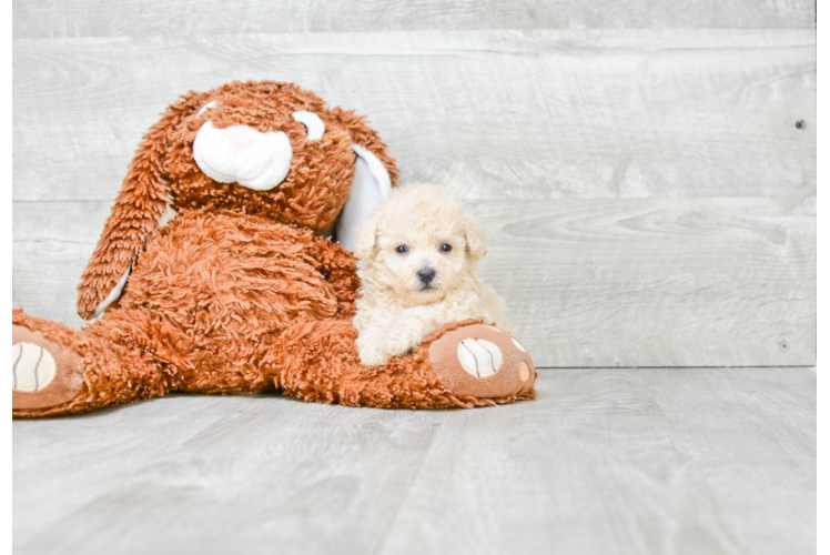 Funny Maltipoo Poodle Mix Pup