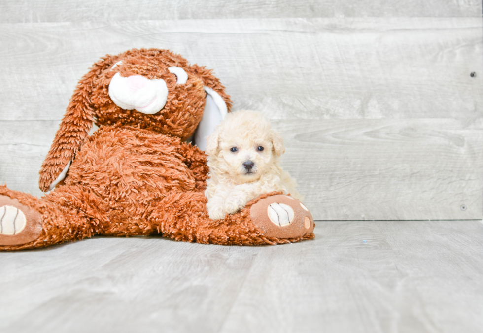 Funny Maltipoo Poodle Mix Pup