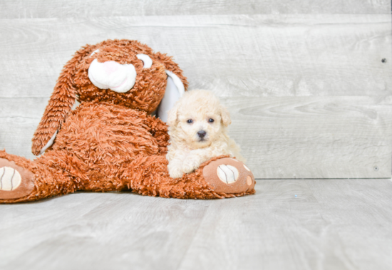 Funny Maltipoo Poodle Mix Pup