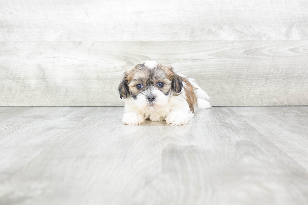 Fluffy Teddy Bear Designer Pup