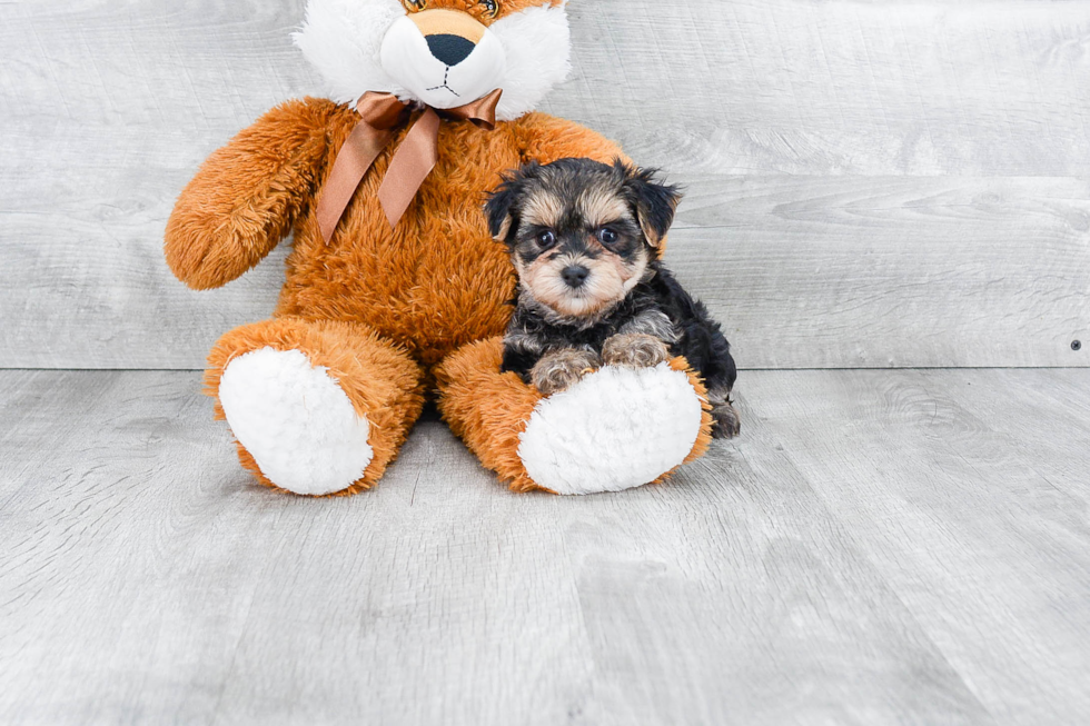 Small Morkie Baby