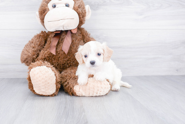 Cavachon Pup Being Cute