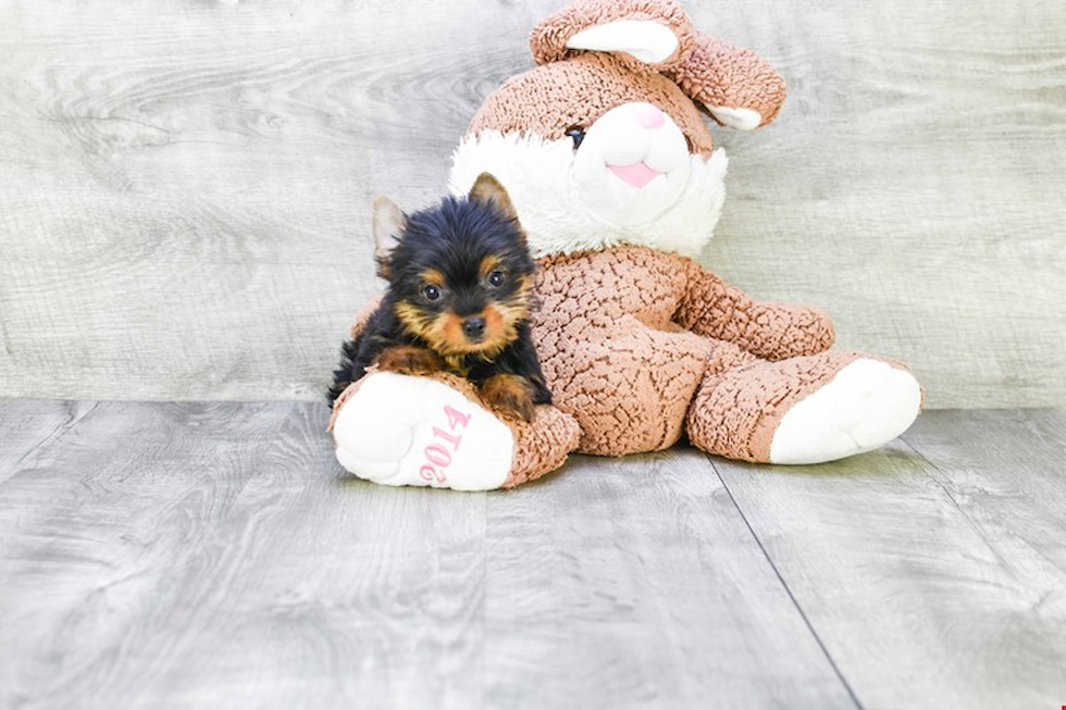 Meet Batman - our Yorkshire Terrier Puppy Photo 