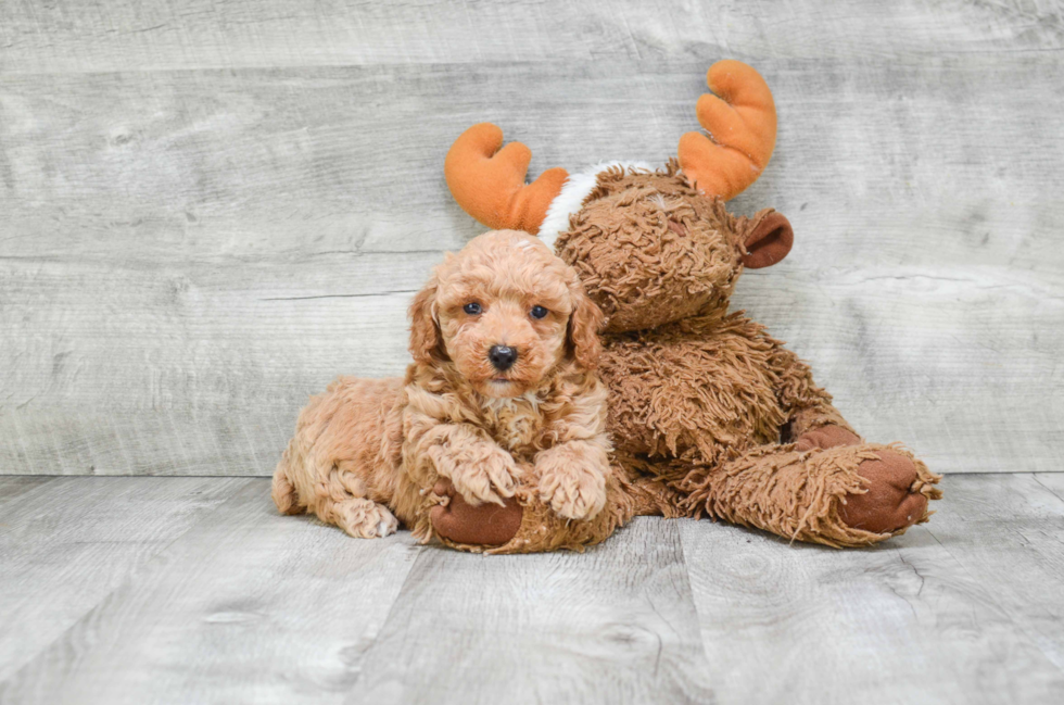 Best Cavapoo Baby