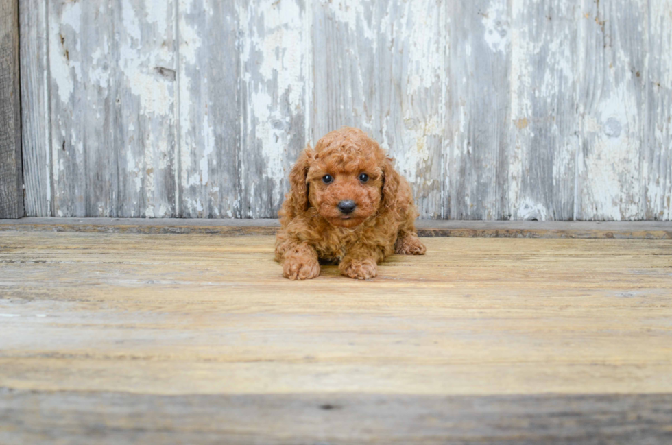 Cavapoo Pup Being Cute