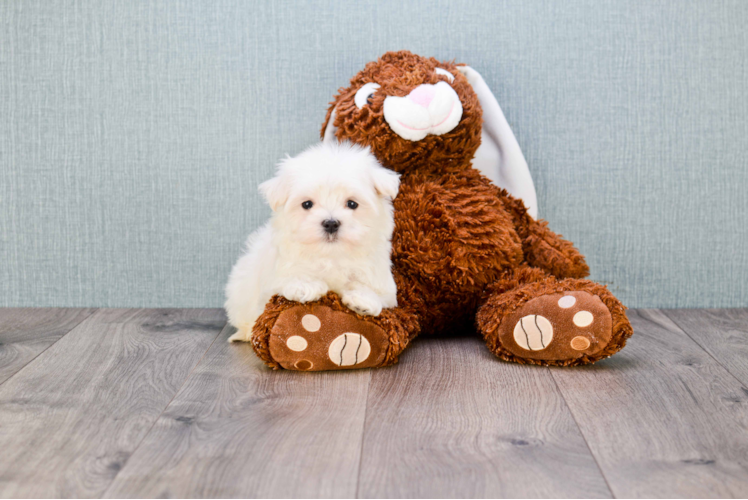 Smart Maltipoo Poodle Mix Pup