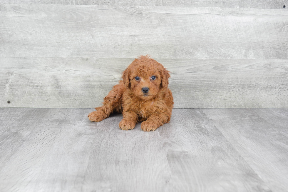 Hypoallergenic Golden Retriever Poodle Mix Puppy