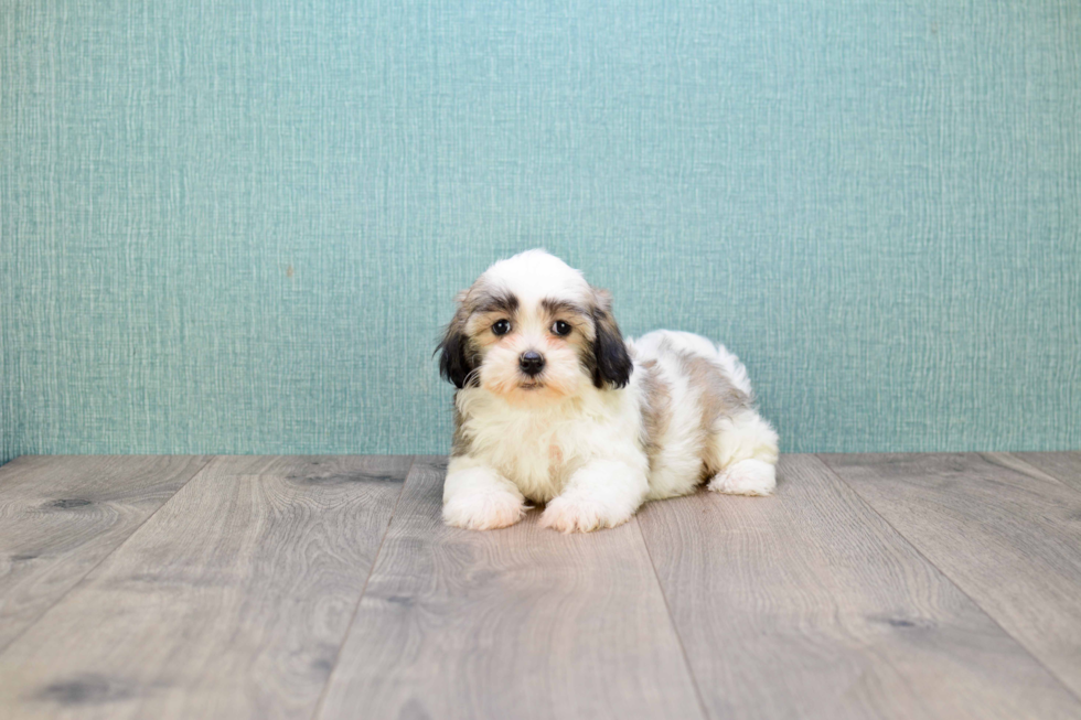 Funny Havanese Baby