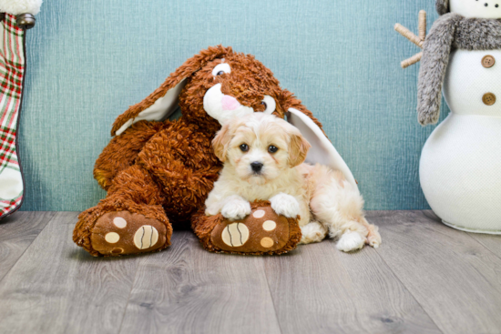 Smart Cavachon Designer Pup