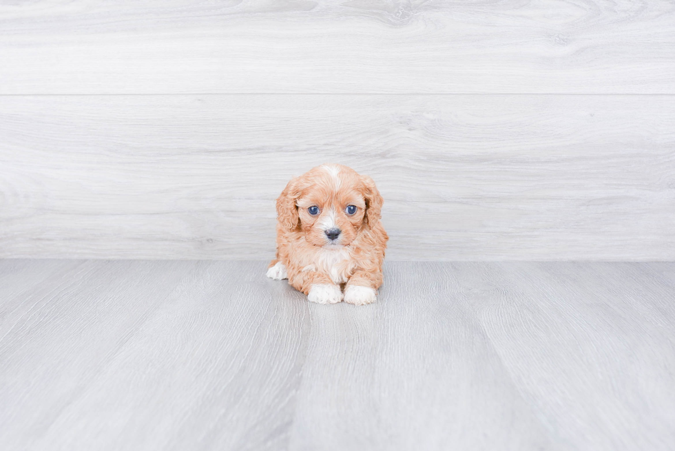 Happy Cavapoo Baby