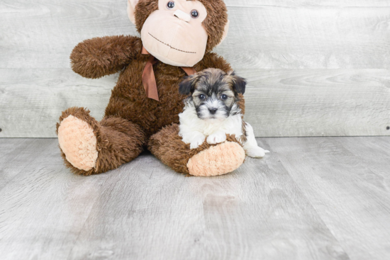 Sweet Havanese Purebred Puppy