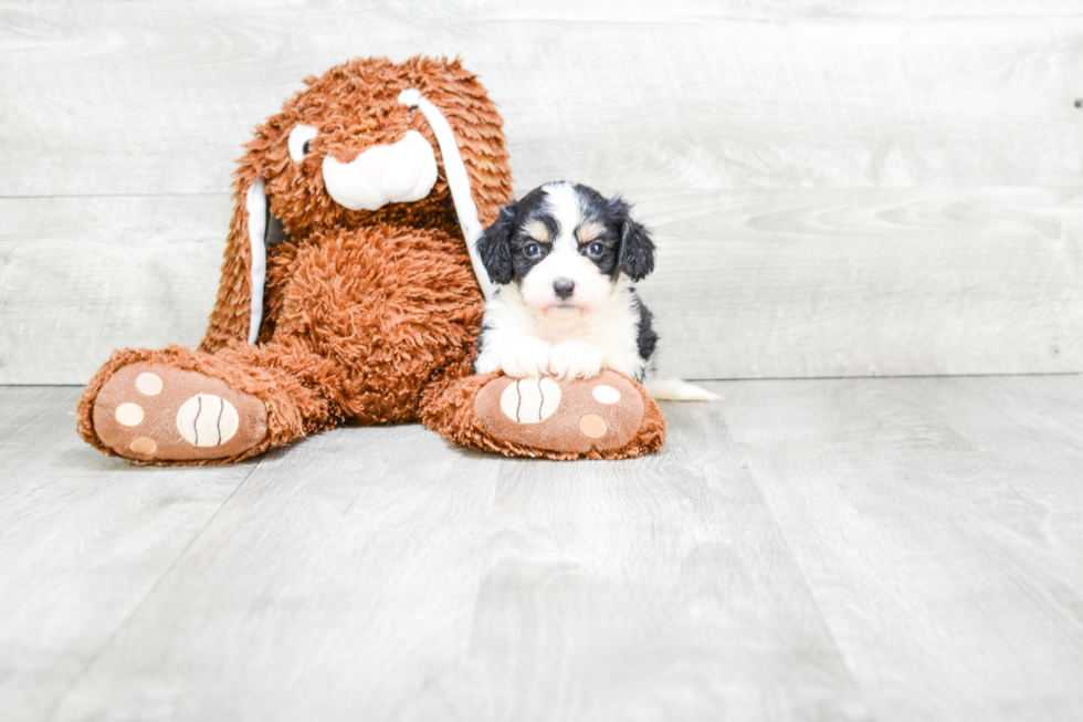 Cavachon Puppy for Adoption