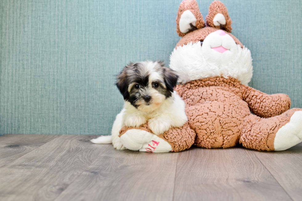 Havanese Puppy for Adoption