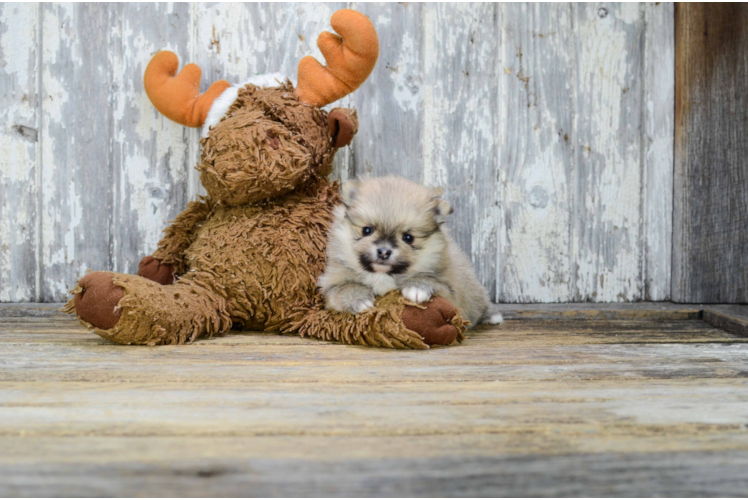 Pomeranian Pup Being Cute