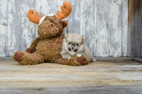 Pomeranian Pup Being Cute