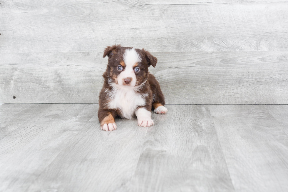 Mini Aussiedoodle Pup Being Cute