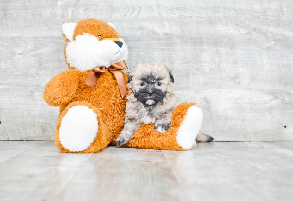 Petite Havanese Purebred Puppy