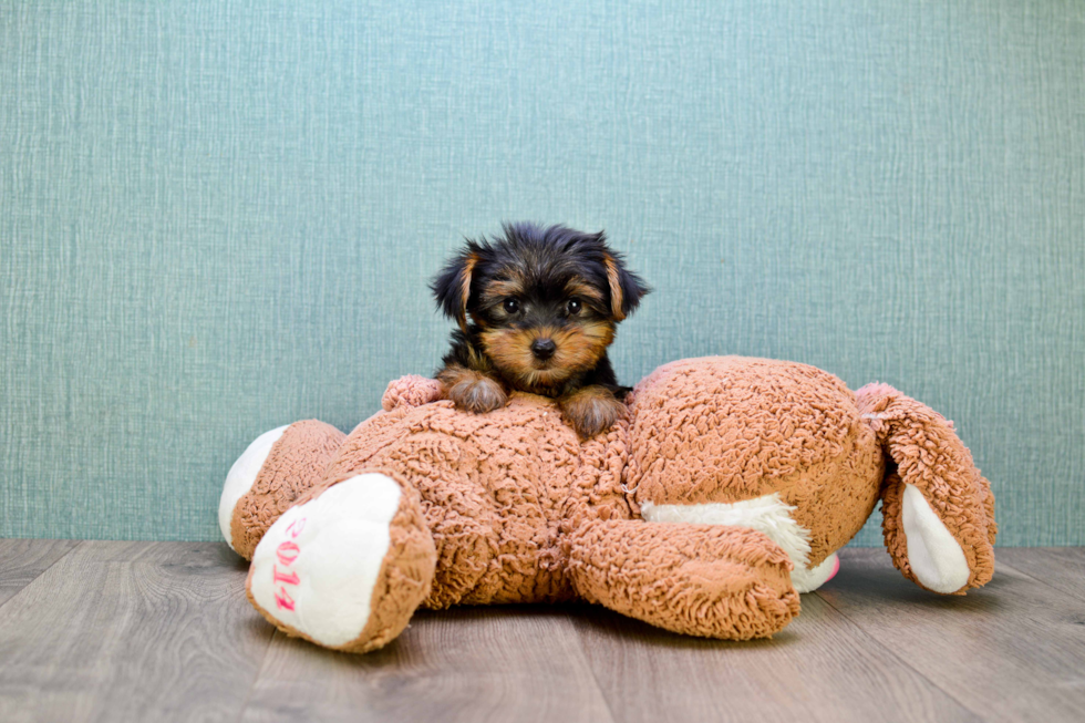 Meet Izzie - our Yorkshire Terrier Puppy Photo 