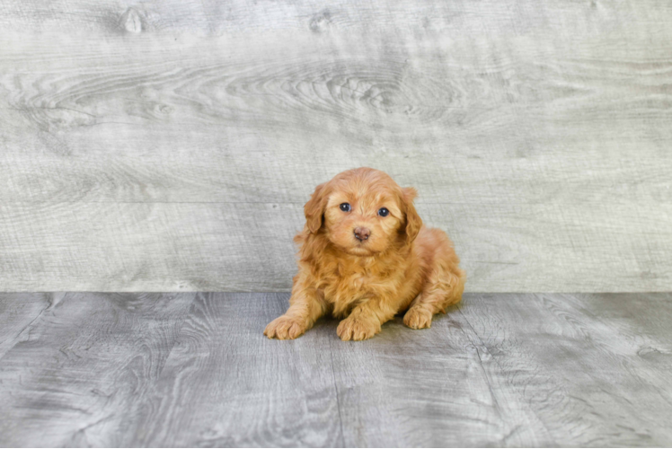 Happy Mini Goldendoodle Baby