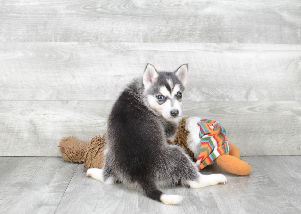 Friendly Pomsky Baby