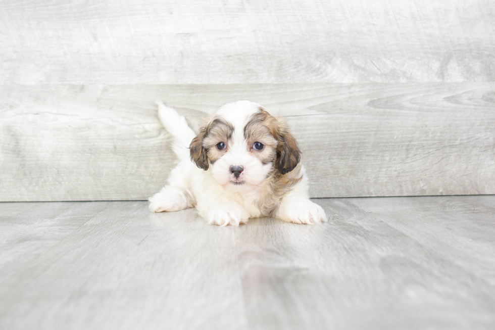 Teddy Bear Pup Being Cute