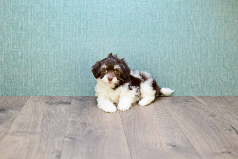 Meet Coco - our Havanese Puppy Photo 