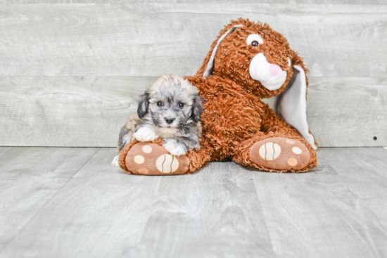 Best Havanese Baby